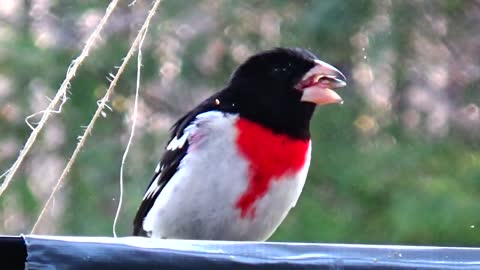 Rose-Breasted Grosbeak