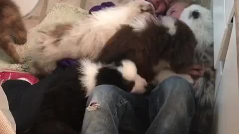 Two kids laugh on bathroom floor while puppies are on top of them