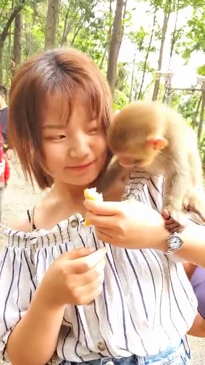 little cute baby monkey