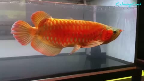 Arowana