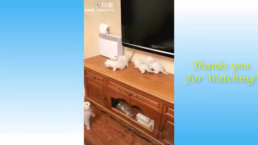 Hilarious Cat Vids 2021!! Try not to fall in love!!