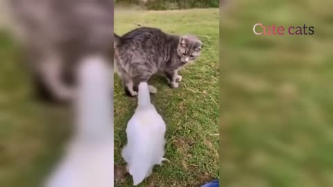 Funny Animal prank video/Animals funny videos. 😂