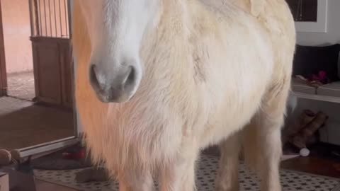 Hrimnir an Icelandic Horse Breaks into House