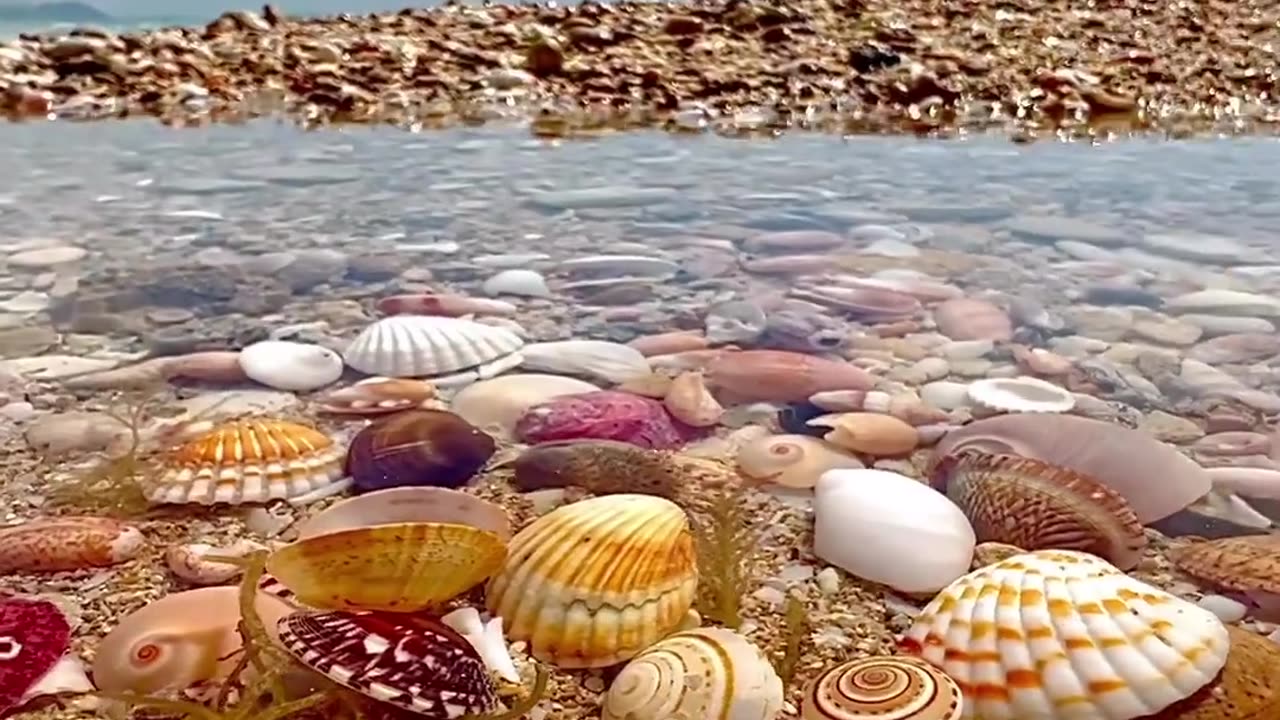 Shelly seaside ساحل صدفی هرمزگان