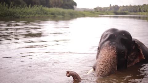 #Elephant_srilanka