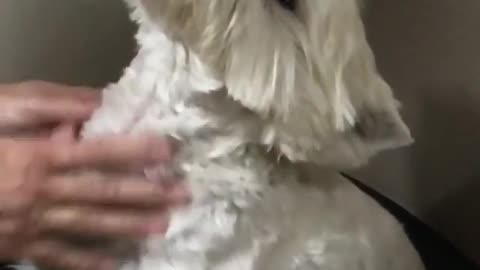 White dog getting a massage from owner