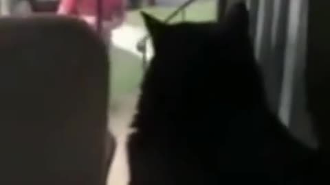 Cute funny animals compilatin
