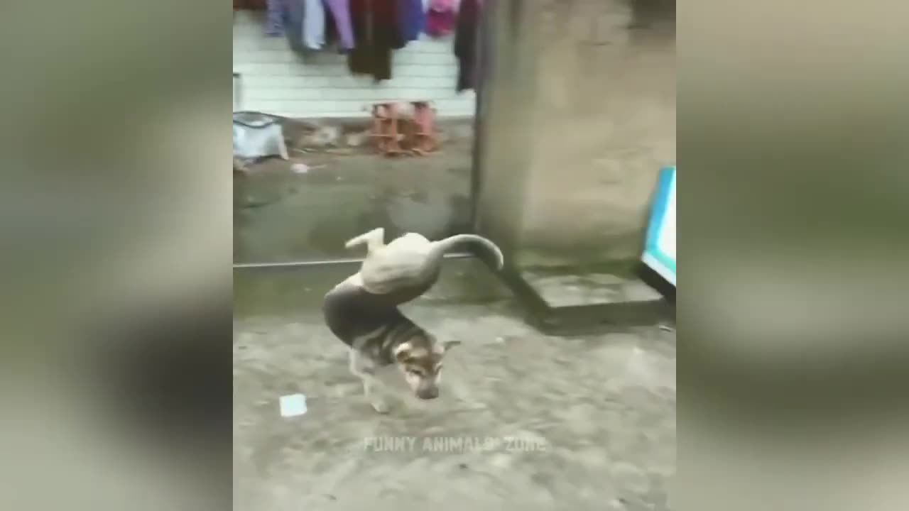 Best For Your Funniest 10 Minutes 2024। Animals Funny 🤣