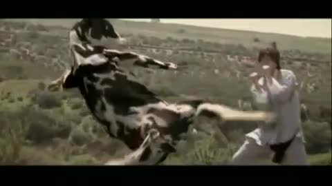 cow Fighting karate 🤺 🐄 🤠 🤠