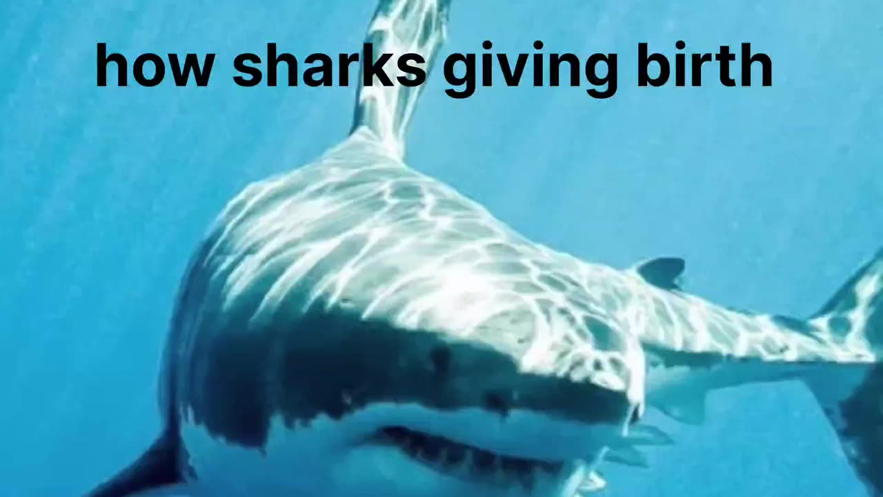 How sharks gives baby birth #shark #waterfish