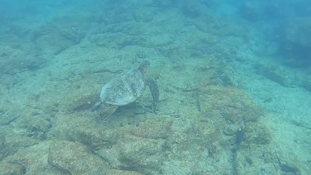 Sea Turtle Swimming at Electric Beach, Oahu, Hawaii.