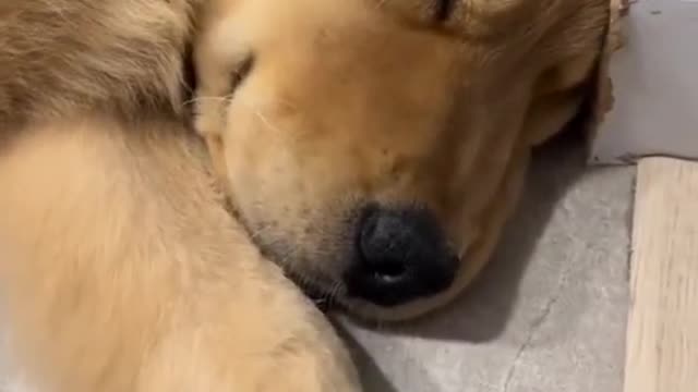 funny golden retriever videos try not to laugh