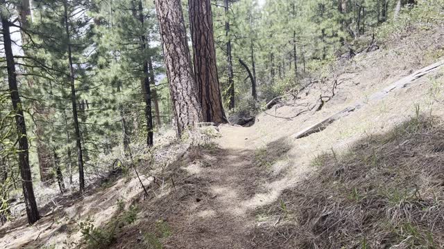 Traversing the Ponderosas on Black Butte Trail – Deschutes National Forest – Central Oregon – 4K