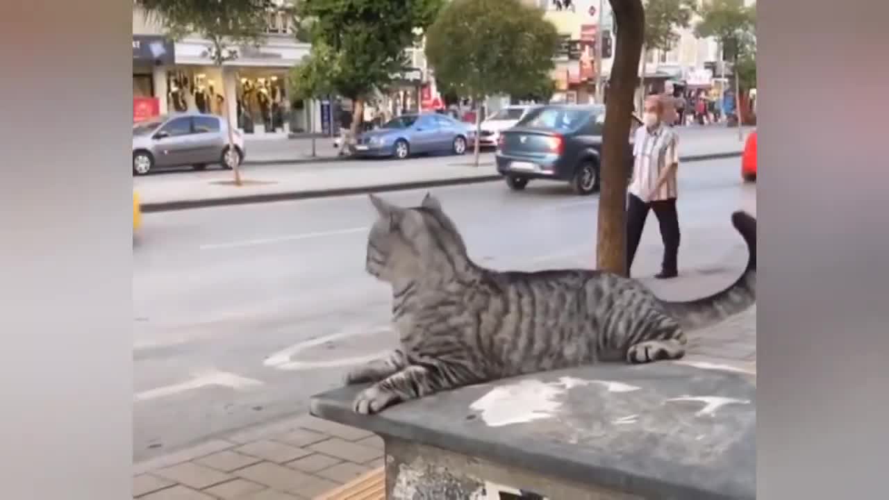 BEST FUNNY AND CUTE DOG AND CAT VİDEOS legaL