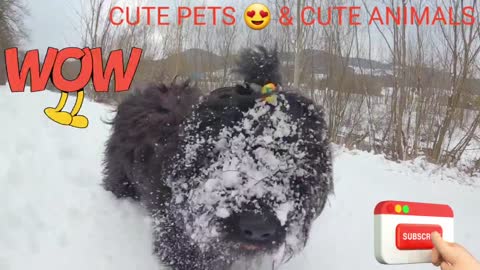 BLACK DOG PLAYING IN ICE FUNNY 😂😜😜😜😂😂😜😜😂 MUST WATCH