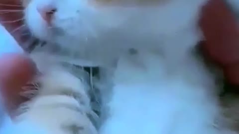 Cute cat video ,cutest cat 🐈😺