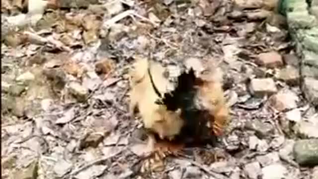 Chicken VS Dog Fight - Funny Dog Fight Videos