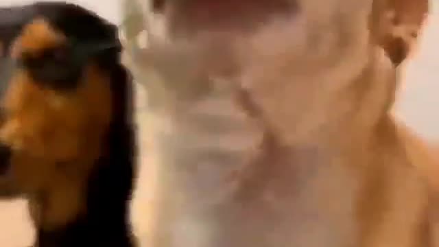 Puppy intimidates older dog