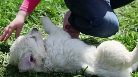 Beautiful little girl playing with a puppy in nature