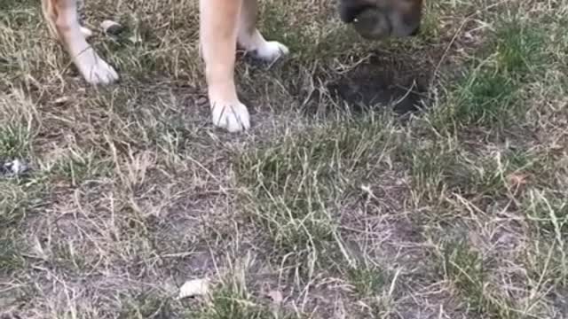 The dog only has a long and empty wait