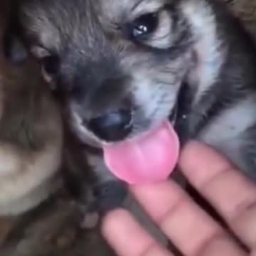 Laughable Puppies and kittens 2021 (5)