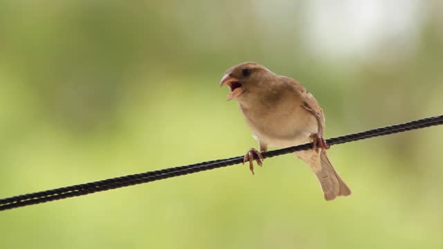 singing bird