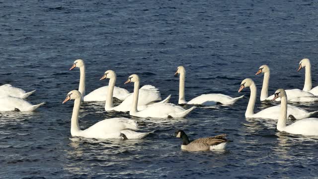 Swans in the water strolling