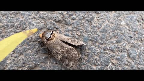 Big horned moth