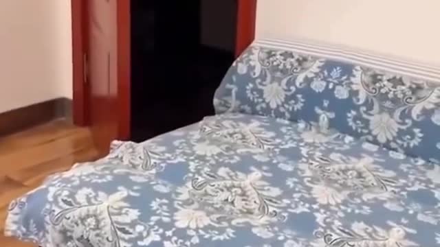 Baby Cats - Cute and Funny Cat Videos