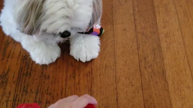 White dog white cups mix magic trick finds