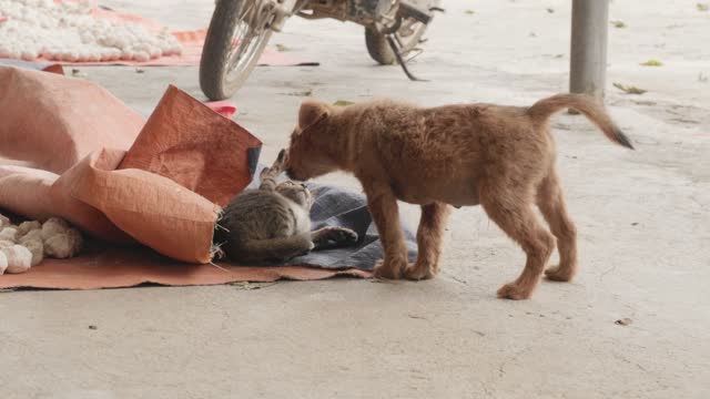 Cat& dog love