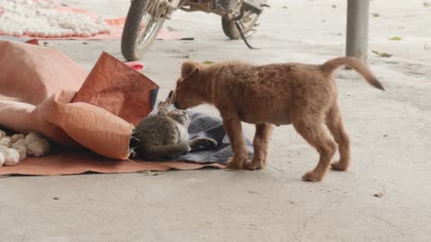 Cat& dog love