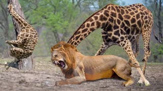 Mother Giraffe Kick Broken Lion Head Who Try To Eat Her Baby, Harsh Life of Wild Animals