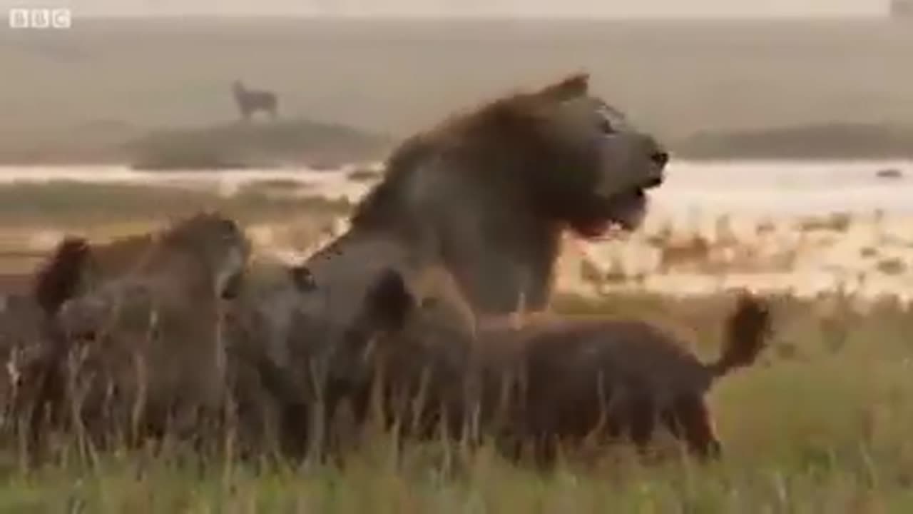 Young loin and 20 Hyena