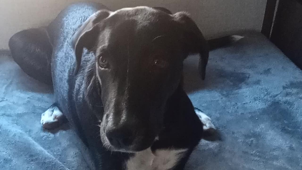 Such a good puppy!!