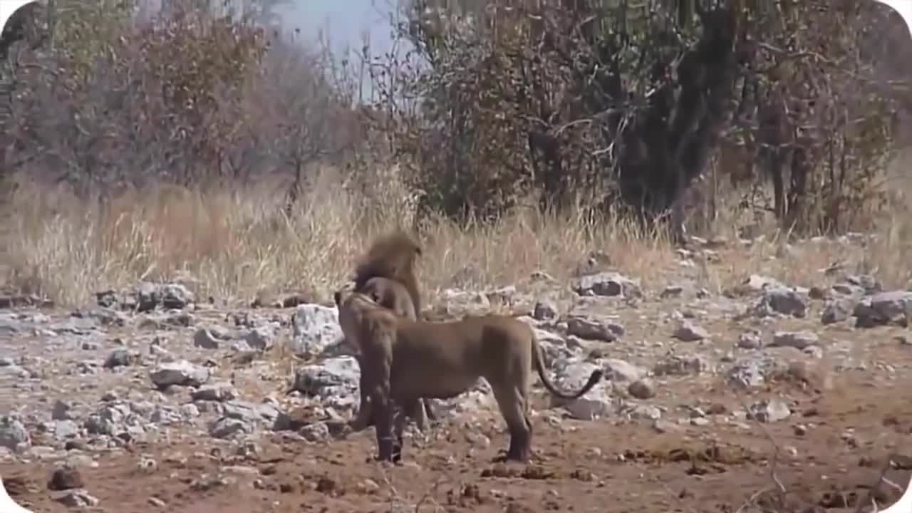 Amazing Wild Animals Attack