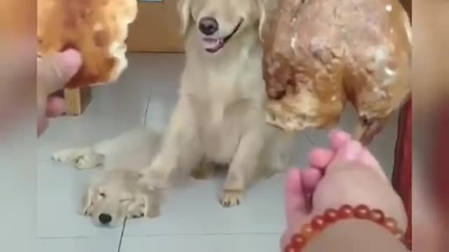 A mother's dog, how affectionate she is, to not eat, but rather to give her child food