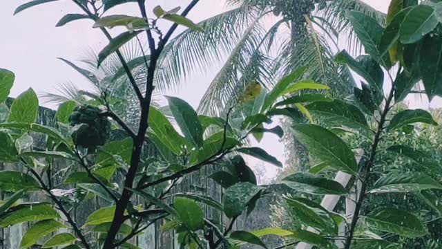 Beautifull Rain Slow Motion Video