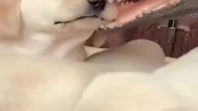 Cute puppies have no idea what a crocodile is