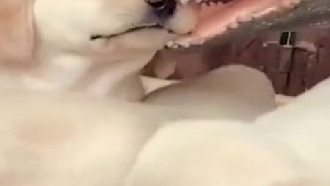 Cute puppies have no idea what a crocodile is