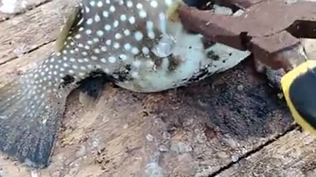 The strangest fish I saw taking herself