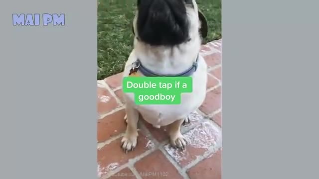 Funny Dog Videos 2022🤣 🐶 It's time to LAUGH with Dog's life