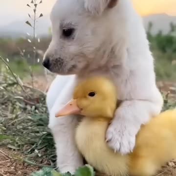 Puppy 🐶🐾🐶🐾🐶 love with Chicks 🤩😍🤩 🐥🐥🐥🐥🐥🐥🐥💜💝💝🥳🐶🐶😍🤩😘