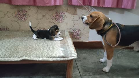 Deep conversation between father _ daughter _ Leo _ Lilly _Leo The Beagle(1080P_HD).mp4