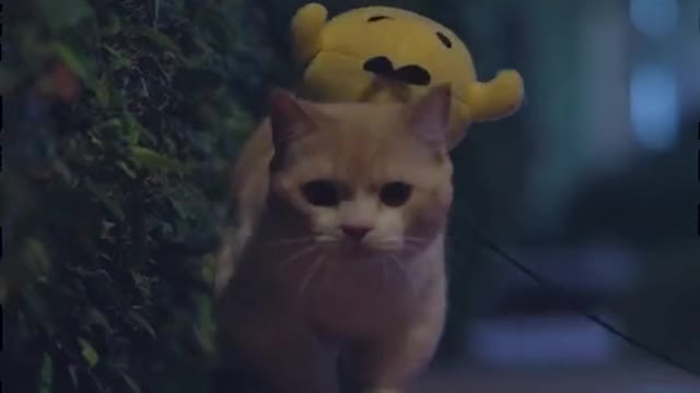 FunnyPetsToday，Funny Cat You Might Never See Before, part111