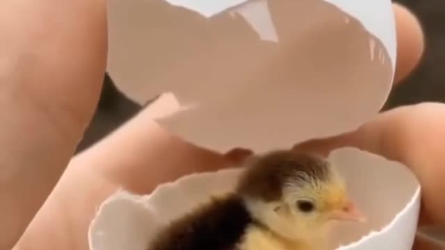 can't live without seeing ! How cute a chicken came out of the egg