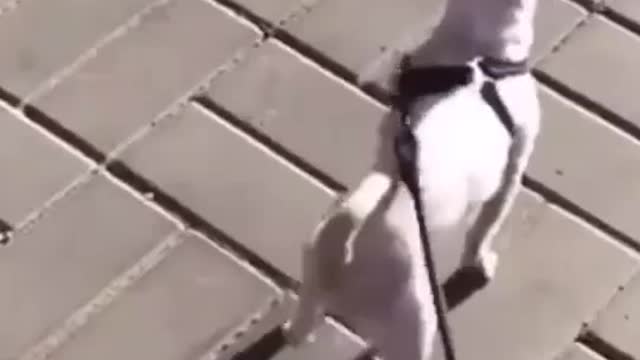 Funny dogs