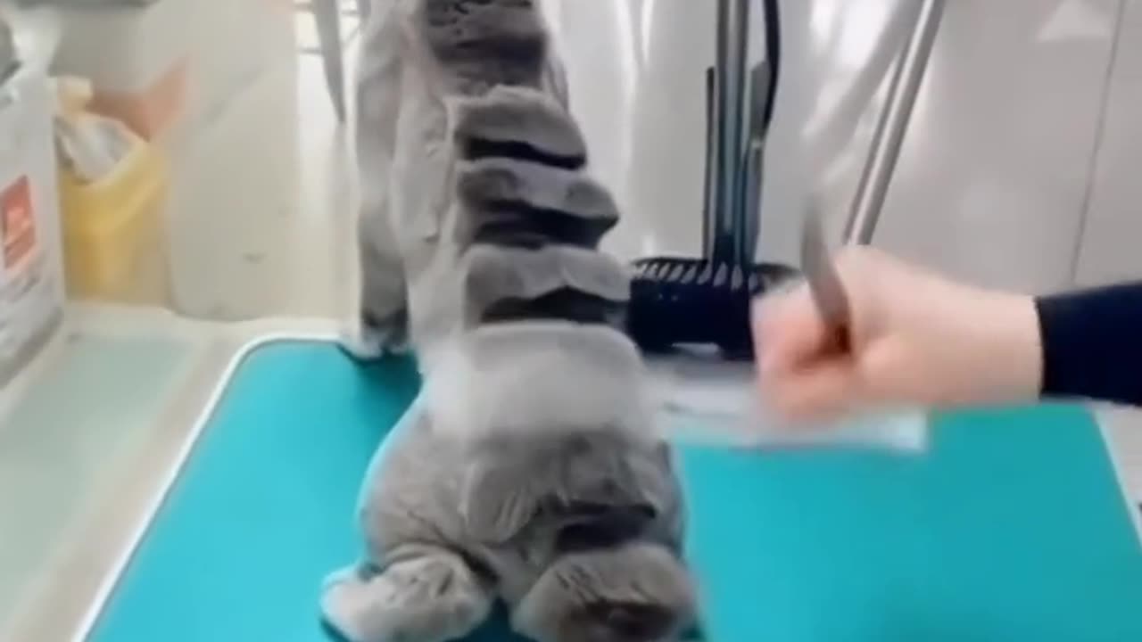 cat