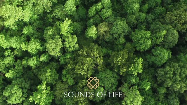Relaxing Sounds of the Forest for Meditation, Yoga, Sleep, Mind, Body and Spirit