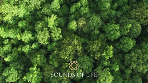 Relaxing Sounds of the Forest for Meditation, Yoga, Sleep, Mind, Body and Spirit